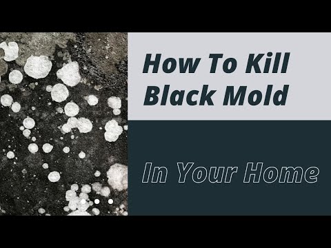 How to Kill Black Mold In Your Home