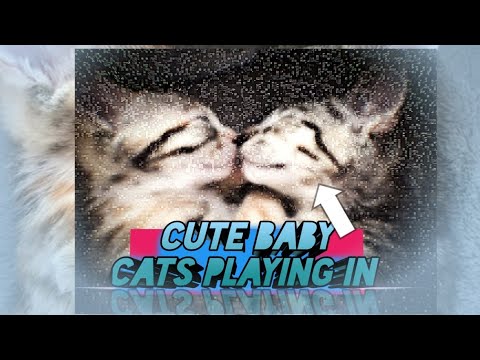 Cute Baby Sister Cats Playing l Yaksha TV