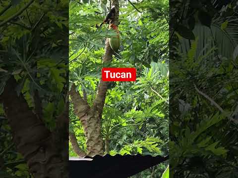 TUCAN O PITORRIAL