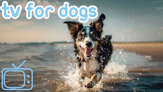 10 Hours of the BEST TV for Dogs! Virtual Adventures with Music!