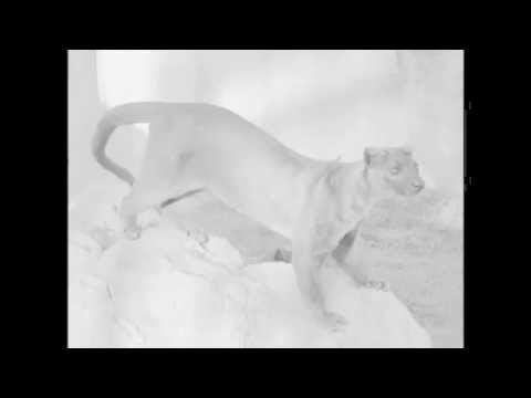 Palo Habera - posledná jazda / cover