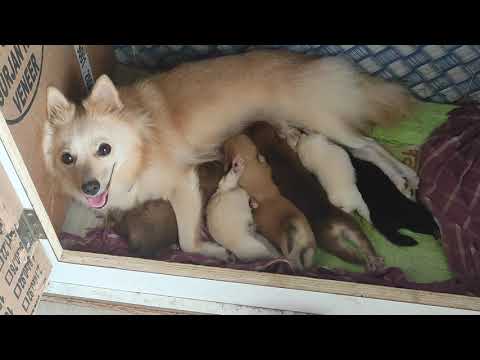 RS-6000 (8847838647)