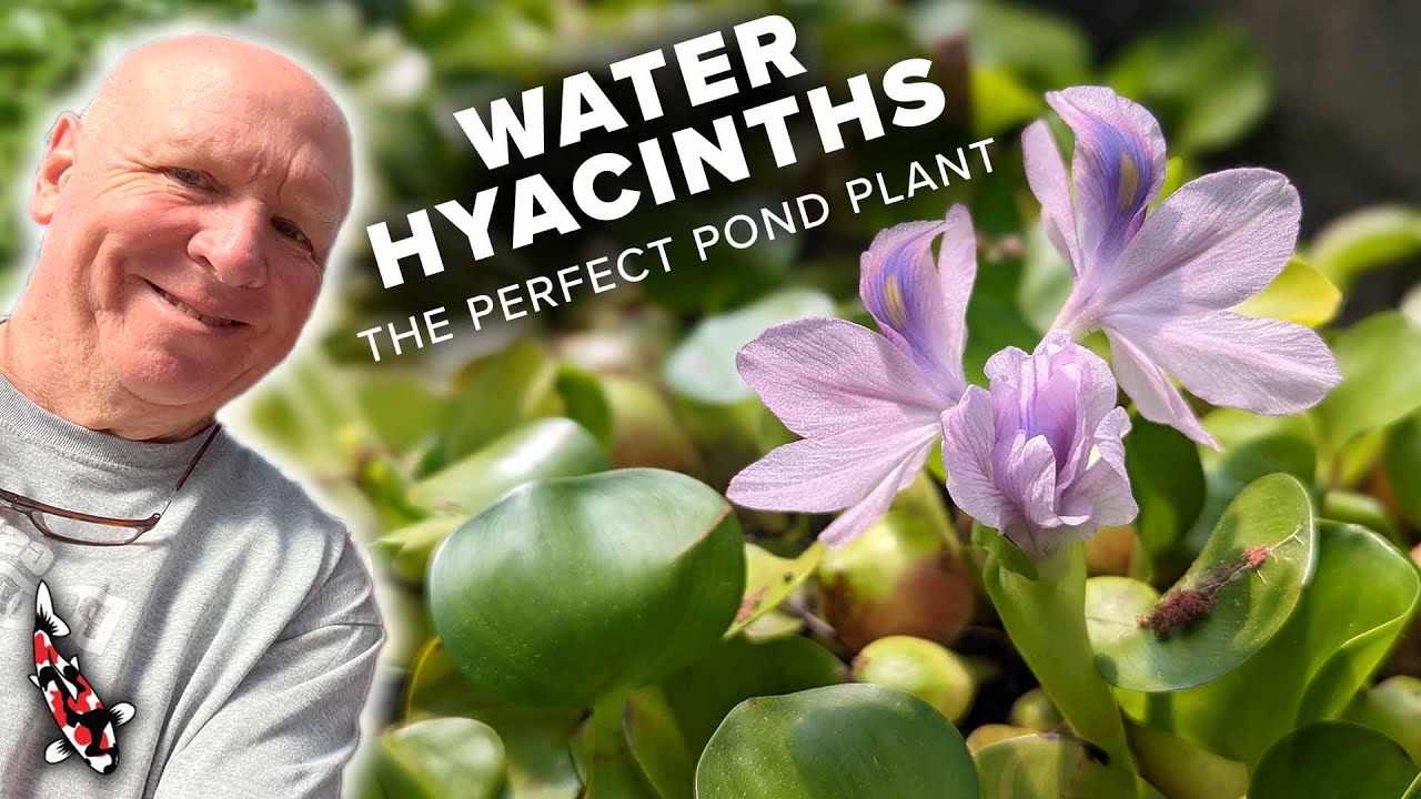 Guide to Water Hyacinths (Beautiful Aquatic Plants)