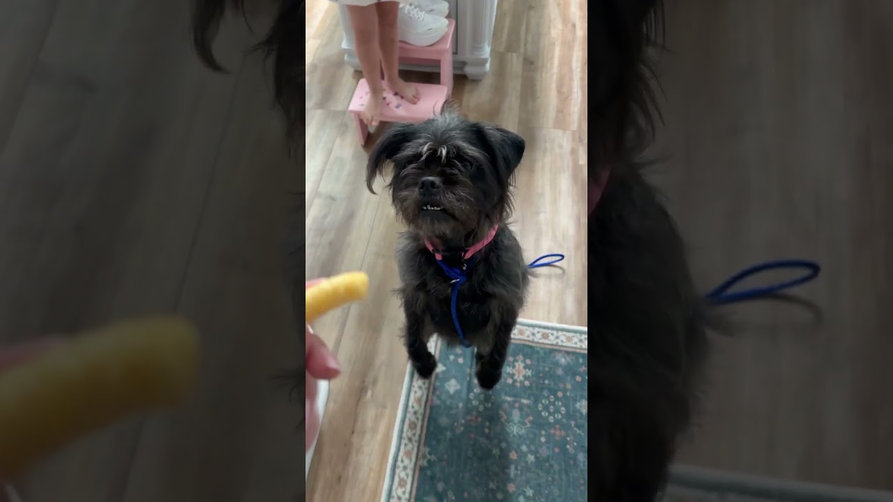 Enlarge Rumi! Sweet and cuddly! , an adoption pending mixed breed in Cambridge, MA video 6/6