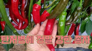 탄저병에 정말 강한 2024년 고추종자!! 넘버9!! 고추 농사 잘 짓는 법!!!