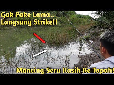 TEPAT DI SARANG NYA! KESERUAN MANCING BETOK UNTUK KASIH MAKAN KE IKAN TAPAH