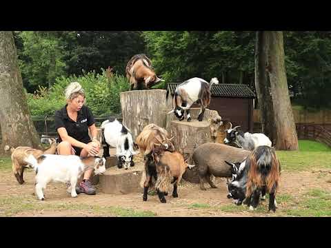 image-What is the smallest species of goat?