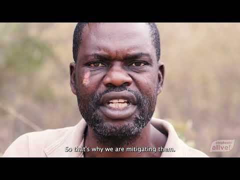 Elephants Alive Shepherd Program