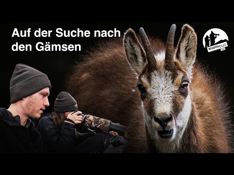 Gämse fotografieren im Frühling. Fotowanderung in den Bergen