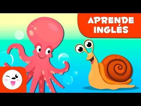 Los moluscos para niños EN INGLÉS - Animales invertebrados - Ciencias naturales para niños