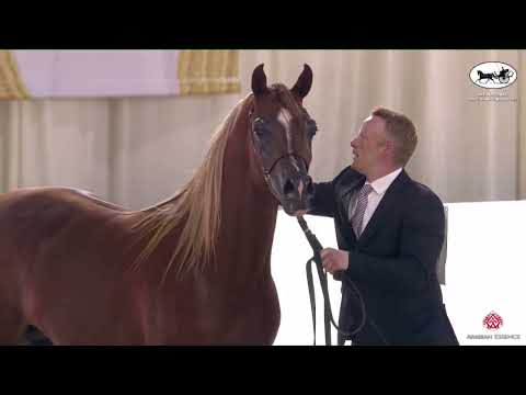 N 108 AL ARYAM SHABAB   UAE National A H  Championships 2022   Stallions 4   6 Years Old Class 9