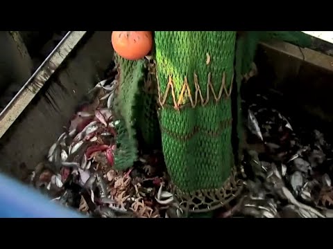 Brexit（ブレキシット）。英国とEUは漁業権に取り組む (Brexit: UK and EU tackle fishing rights)