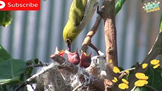 Download lagu isian burung pleci di alam liar suaranya menggelegar mp3