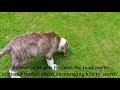 Cooper the American Bulldog puppy learns to 'Search' Cooper the American Bulldog puppy learns to 'Search'