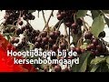 Hoogtijdagen bij de kersenboomgaard - Brabants Buske