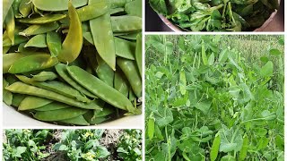 HARVESTING PEAS, SPINACH AND PECHAY/ PAKCHOI in my Garden 2024
