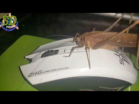 image-What does a grasshopper in your house mean?