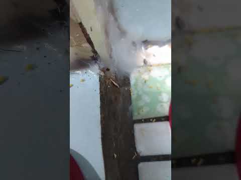 螞蟻在家築巢