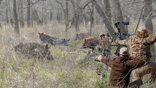 Shoot on 3! Bow Hunting Pigs From The Ground
