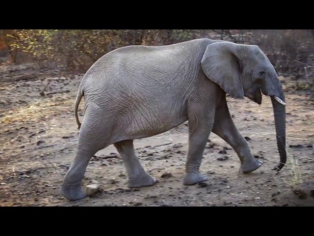 Südafrika - Pirschfahrt