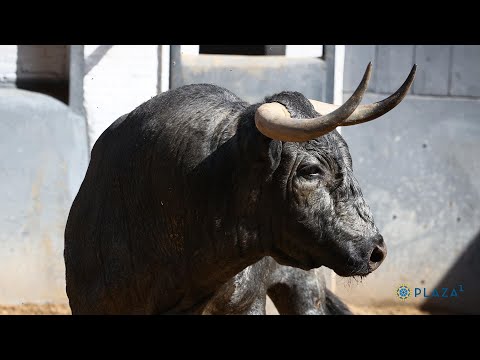 SORTEO | Toros José Escolar, corrida 4 junio