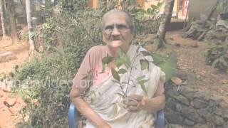 Folk medicine for arthritis and rheumatism - Vitex negundo 