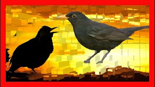 Download lagu Eurasian Blackbird Song, Sound, Call, Chirp, Vocalization - Turdus Merula mp3