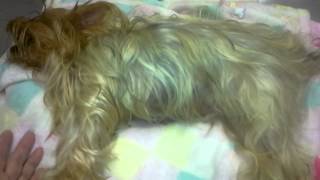 preview picture of video 'ECLAMPSIA #2-The Faery Dog Mother Yorkies, Maltese and hybrid puppies'