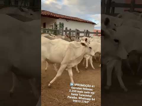 41 Garrotas Nelores: 2.250 reais cada em Santa Terezinha/ Paraíba. Whatsapp 84 99810 2784*#gado