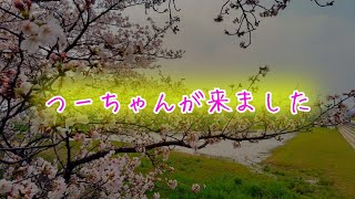 【座敷童子ンち】今年も春がやって来た！そして彼女がやって来た【まるで世にも奇妙な物語】ユーチューバー、幽霊、パワースポット、オカルト、ホラー、怪談、物語、スピリチュアル、座敷わらし、パワースポット