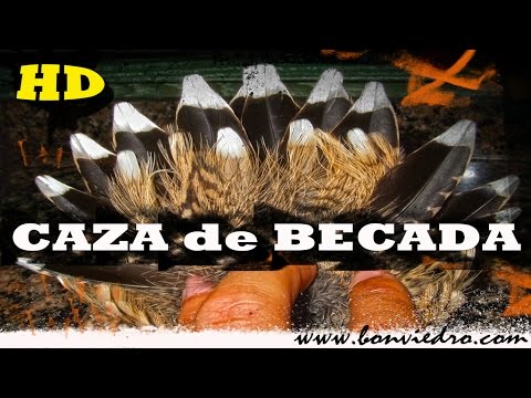 CAZA DE BECADA #3 | Becasse, Beccaccia WOODCOCK HUNTING | 2016 | HD