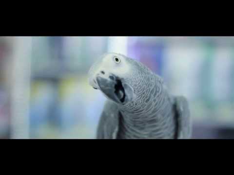 Dejan ft. Zako MC - Laki (Official Music Video)