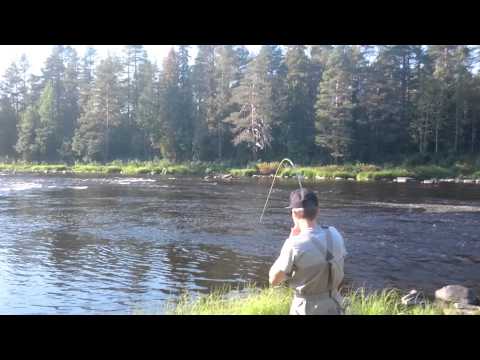 Simojoki 2015 Lohi 95cm