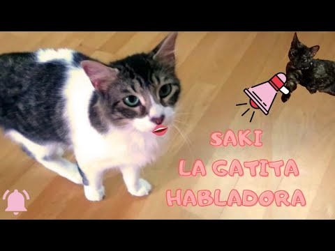 Saki, the talking kitty