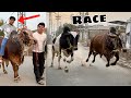 Dono Bull Mein Race Laga Di Kon Jeeta