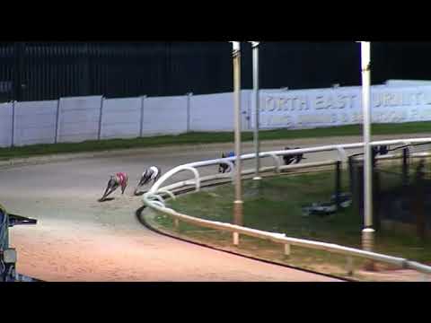 2017 WILLIAM HILL PUPPY DERBY - 2ND SEMI - T1 ROXHOLME NIDGE