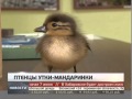 Птенцы утки-мандаринки найдены на трассе. Новости. Gubernia TV 
