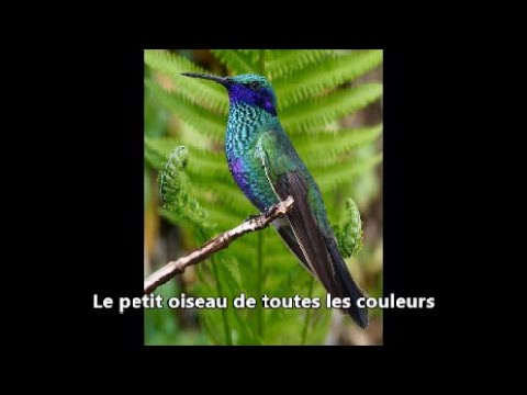 Le petit oiseau de toutes les couleurs par Claude Noterman 2023