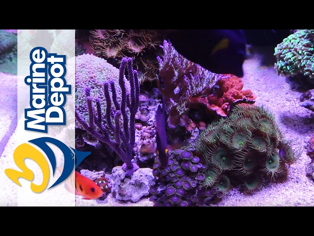 Marine Depot Featured Tank: Mike’s 120 Gallon Custom Mixed Reef Tank