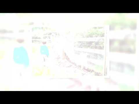 Rescue, Rehab & Re-homing of Domesticated Chickens