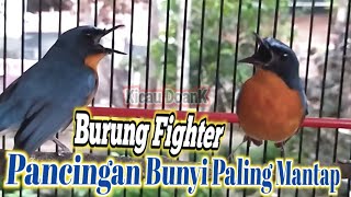 Download lagu Tledekan Gunung Fighter, Pancingan Bunyi Paling Mantap mp3 Download lagu Tledekan Gunung Fighter, Pancingan Bunyi Paling Mantap mp3