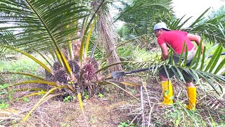 Download lagu PALM OIL HARVEST WITH THE BEST VARIETY SJ5 mp3