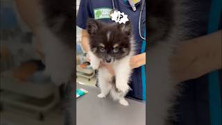 子犬の診察！ #犬のいる暮らし #パピー #子犬  #ポメチワ