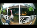 Two Women Laugh Uncontrollably After One Fall Unexpectedly While Climbing Porch Stairs - 1447911