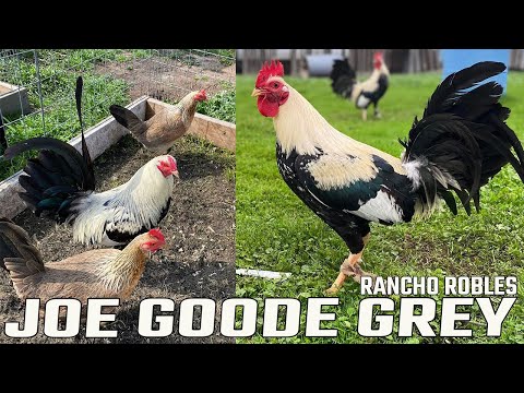 Joe Goode Rancho Robles | Beautiful Birds