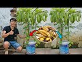 Grow bitter melon on the terrace in used recycling baskets | Growing bitter melon with banana