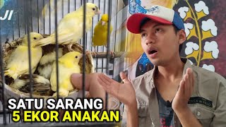 Download lagu Satu kali beranak 5-6 ekor dalam satu sarang || Kalau tau begini kenari jadi cepat banyak❗ mp3