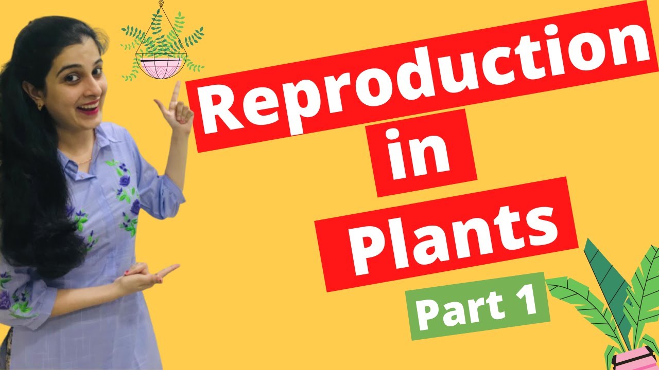 🌱Reproduction in Plants Class 8 ICSE Biology Chapter 2 | Asexual Reproduction in Plants DRUB Class 8