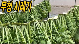 무청시래기 내년가을까지 두고두고 먹을수 있게 말리는 방법! 이방법이 최고!