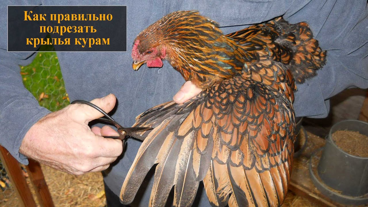 Обрезка яблони осенью. Обрезка плодовых деревьев. Секатор для цветов. Весенняя обрезка плодовых деревьев. Подрезанные стебли розы.